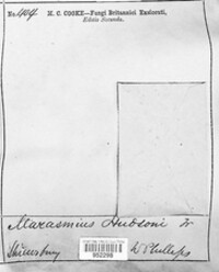 Marasmius hudsoni image